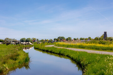 Rapeseed or Oilseed rape with yellow flowers, White mustard (Sinapis alba) Polder landscape in spring with Dutch cows, Open farm with dairy cattle, Small village Ransdorp, North Holland, Netherlands.