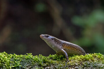 Obraz premium Mabuya lizard is in the moss