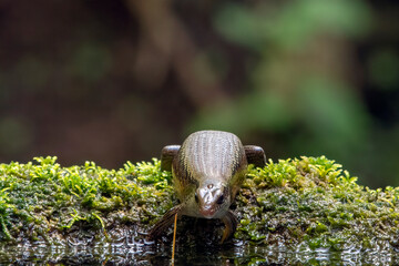 Mabuya lizard is in the moss