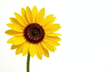 One bright yellow sunflower against a white backdrop, one, detail, color