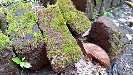 Obraz premium Old brickwork covered in green moss shows a textured surface and pattern, ideal as a mossy background for natural or time-worn concepts