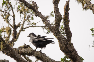 Common raven Corvus corax canariensis. Garajonay National Park. La Gomera. Canary Islands. Spain.