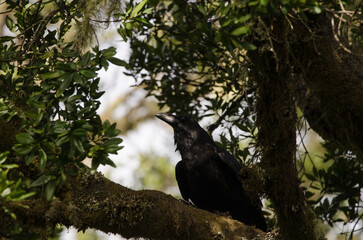 Common raven Corvus corax canariensis. Garajonay National Park. La Gomera. Canary Islands. Spain.