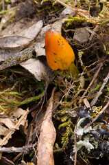 Witch's hat Hygrocybe conica on the floor of a laurel forest. Garajonay National Park. La Gomera. Canary Islands. Spain.