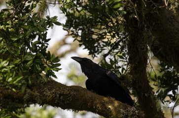 Common raven Corvus corax canariensis. Garajonay National Park. La Gomera. Canary Islands. Spain.