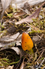Witch's hat Hygrocybe conica on the floor of a laurel forest. Garajonay National Park. La Gomera. Canary Islands. Spain.