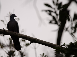 Bolle's pigeon Columba bolli. Garajonay National Park. La Gomera. Canary Islands. Spain.