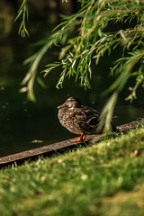 A wild duck rests peacefully by the edge of a calm pond, surrounded by green grass and hanging willow branches on a sunny afternoon.
