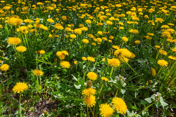 A field full of yellow dandelions in bloom, surrounded by green grass.