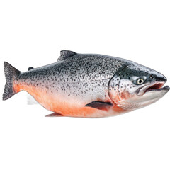 Fototapeta premium fresh raw salmon