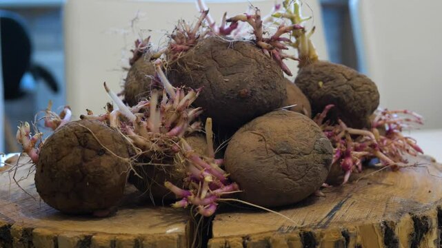 Close-up. Old potatoes with rootlets, old potatoes in their skins on a turntable. Slow motion.