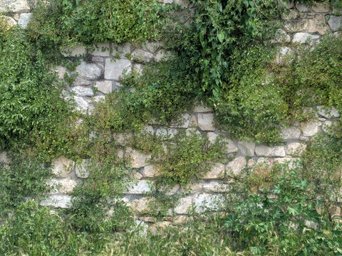 growth on an old stone wall