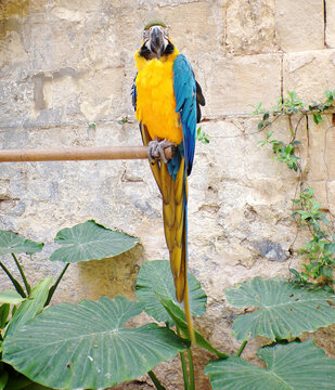 parrot in the garden