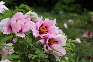 Majestic rosa shrub peonies line a path in a German park, a beautiful ornamental highlight in the garden. Selected focus.