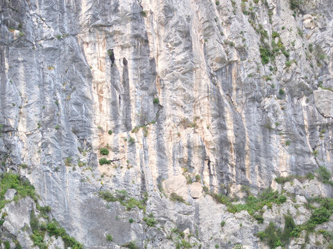 plants growing on the rock face
