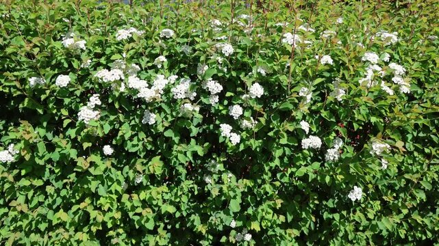 Lush green spirea shrub blossoming with delicate white flowers creating a vibrant natural backdrop.