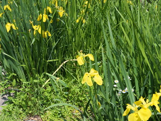 Fototapeta premium 舎人公園でキショウブの花が咲いている
