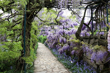 A hundred-year-old wisteria in full spring bloom in a German park. Stone pathway in the middle.