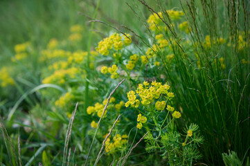 Spurge flowers or euphorbia amygdaloides, green plant blooming in summer.