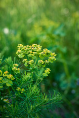 Spurge flowers or euphorbia amygdaloides, green plant blooming in summer.