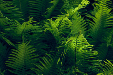 Young green fern in forest. Beautiful green young fern stems and leaves (Pteridophyta, Filicopsida). Green background.