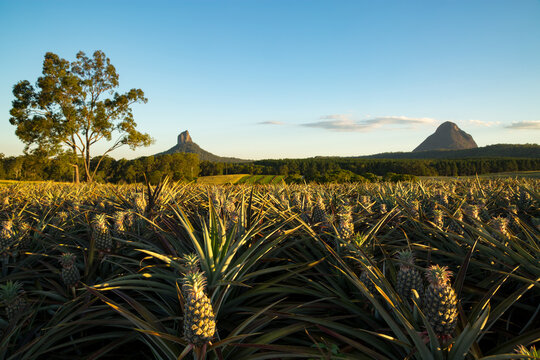 A pineapple plantation in front of the Glasshouse Mountains on the Sunshine Coast, QLD.