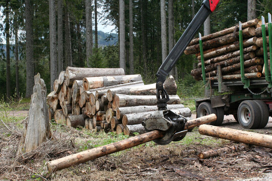 Langholzwagen im Wald beim Beladen des LKW mit gef&auml;llten B&auml;umen. Gestapelte Baumst&auml;mme f&uuml;r die Holzwirtschaft. 