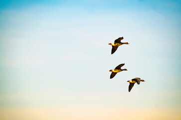 Three Teal flying on the sky