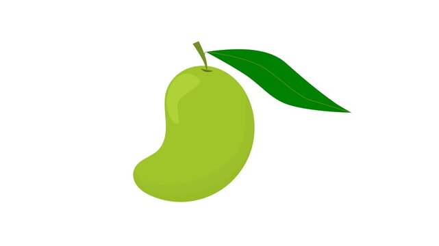 green mango fruit with stalk and leave. fruit theme. mango flavor. simple animation. motion graphics. mango on white background