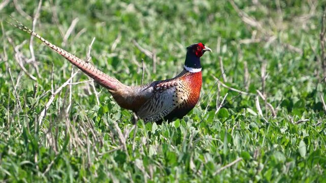 Ring-necked pheasant walking through a field in Utah and slow motion.