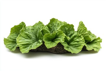 Bundle of green basil leaves with natural texture, aromatic herb concept isolated white background