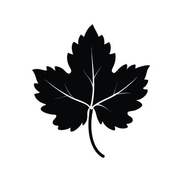 Fresh young green grapevine leaf silhouette vector illustration. Spring vineyard plant foliage, botanical flat herb, natural leaf icon.
