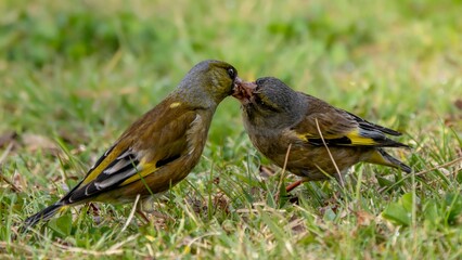 森で地面に降りて食べ物を探していたカワラヒワのペアの感動的な求愛給餌のシーンのクローズアップ