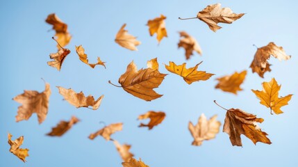 Falling Autumn Leaves, Blue Sky Background