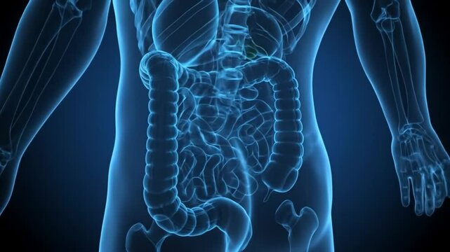 Human body anatomy and digestive system detailed visualization for medical study