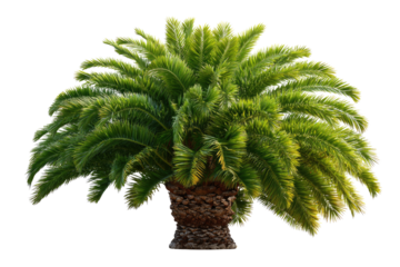 Date Palm Tree: Lush green foliage of a majestic date palm tree, isolated on a white background.  Perfect for tropical themes, vacation imagery, or adding an exotic touch to designs.