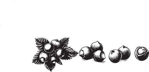 Set of hazelnut vector illustrations - hand drawn hazelnut - black and white hazelnut isolated.