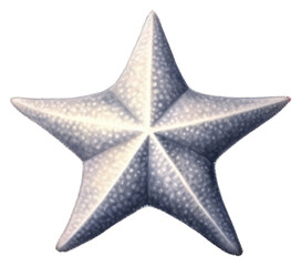 PNG A star fish outdoors nature night.