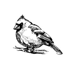 Hand drawn vintage winter sketch of Cardinal bird. Vector Christmas illustration on white background