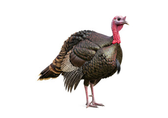 Turkey Isolated in Black-and-White realistic
