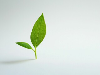 Obraz premium New Growth