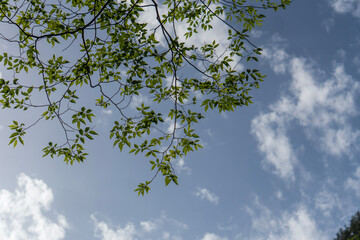 sky and tree. green leaves background. Green leaves of zelkova trees taken against the sky.	