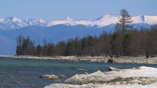 lone wild brown bear walkss along lakeshore at backdrop of snow-capped mountains