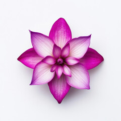 Light pink fuchsia flower with purple petal edges on white background highlighting intricate layers and delicate appearance