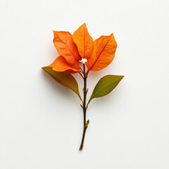 Naklejka premium A single orange bougainvillea flower with curved bracts and white core on white background