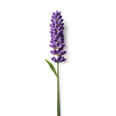 Fototapeta premium Pale purple lavender flower with tightly packed petals on tall stem on white background highlighting elegant form and subtle beauty