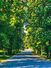 Picturesque Avenue Lined with Blooming Trees and Lush Greenery, Bathed in Sunlight, Providing a Serene and Refreshing Environment Ideal for Strolling and Outdoor Relaxation