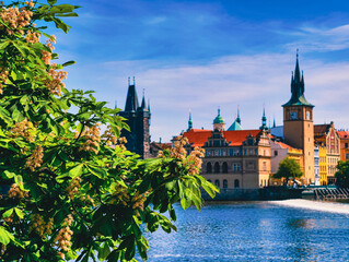 Obraz premium Scenic View of a Historic European City with Riverside Architecture and Blossoming Tree Branches in the Foreground, Capturing the Charm and Beauty of Urban and Natural Harmony