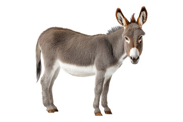 Calm donkey portrait in natural farmyard setting with expressive eyes, isolated on transparent background