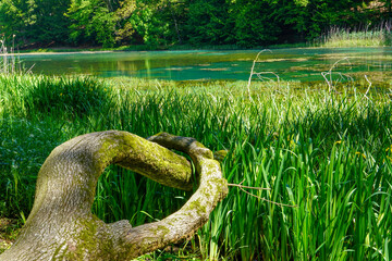 Fallen tree lying in the bank of a lake with its branches partially submerged in the water.
